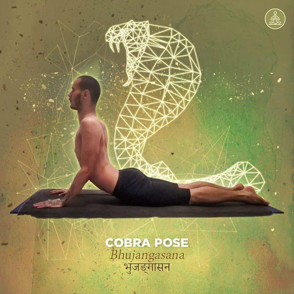bhujangasana - cobra pose