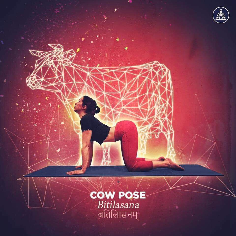 bitilasana - cow pose
