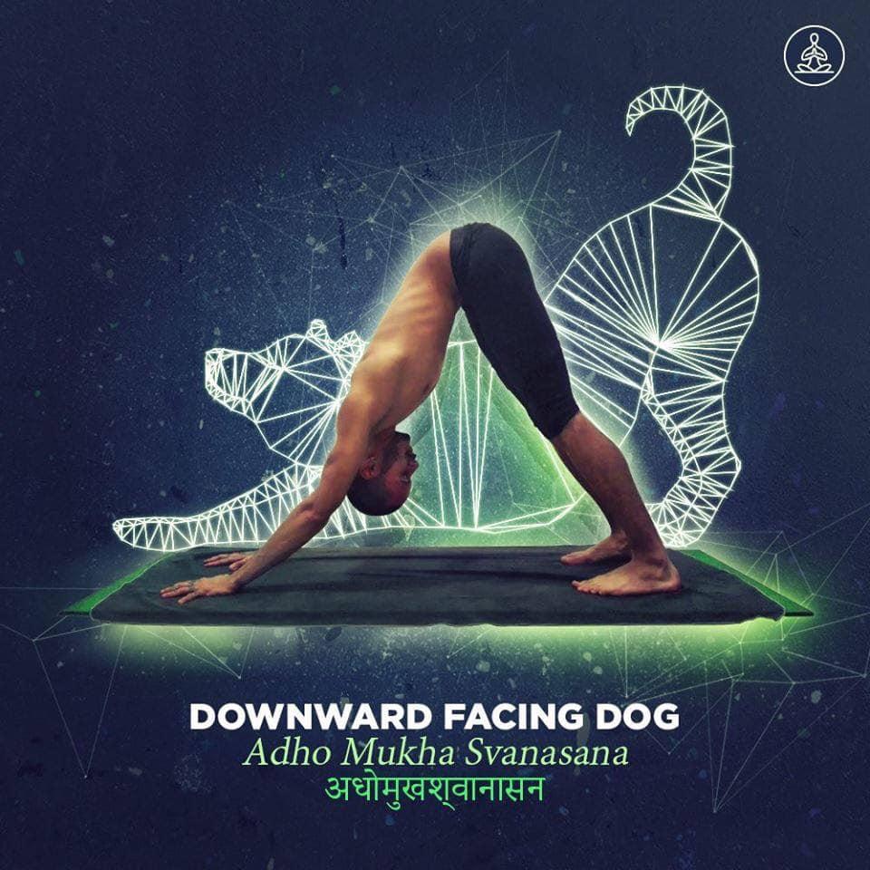 adho mukha svanasana - downward facing dog