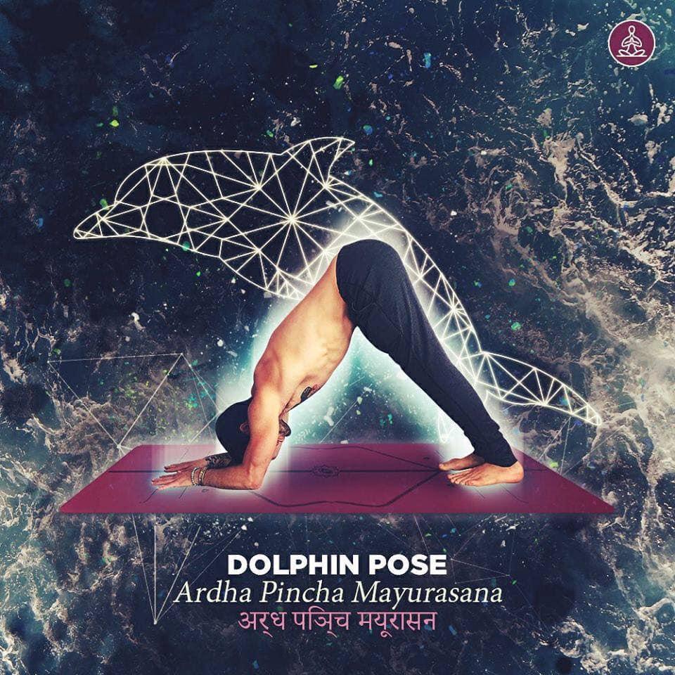 ardha pincha mayurasana - dolphin pose