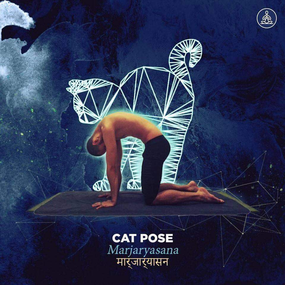 marjaryasana - cat pose