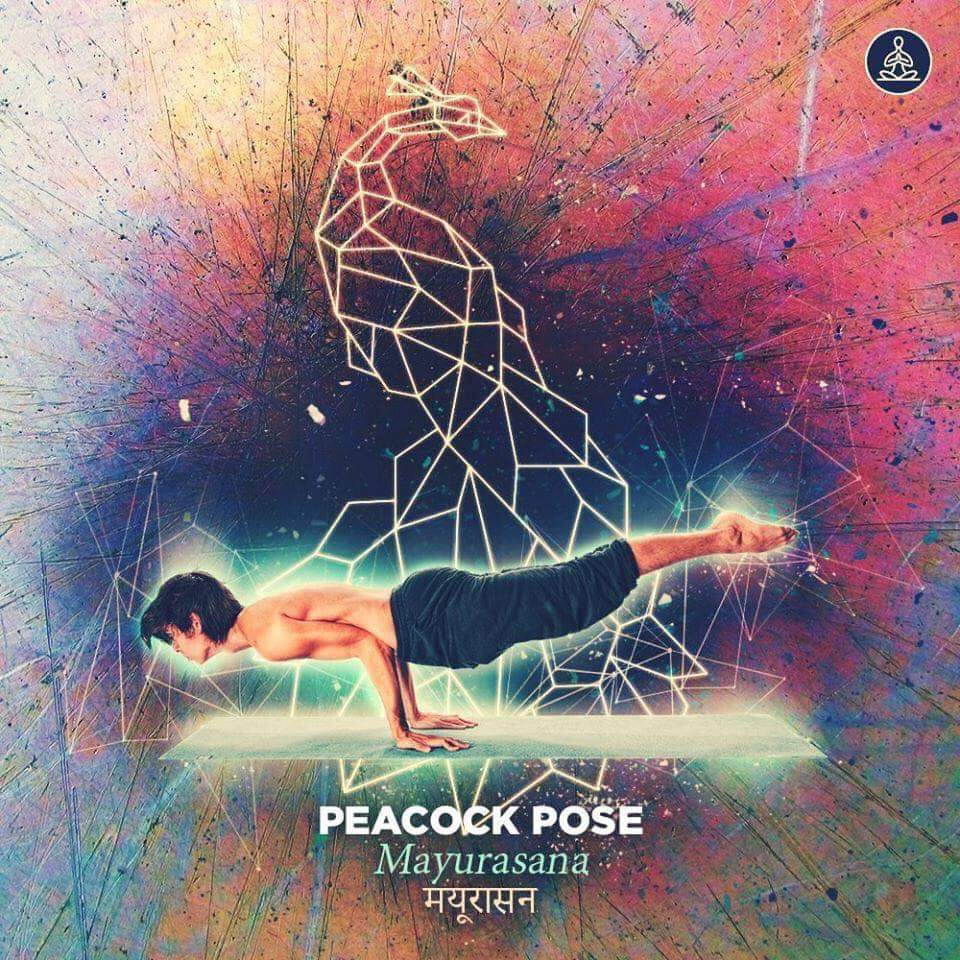 mayurasana - peacock pose