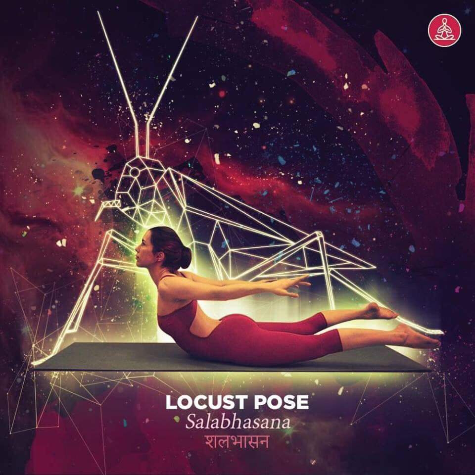 salabhasana - locust pose