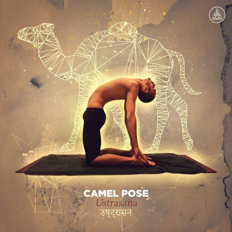 ustrasana - camel pose
